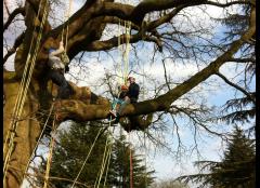 The Great Big Tree Climb at Morden Hall Park! image