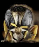 The Wasp by Morgan Lloyd Malcolm image
