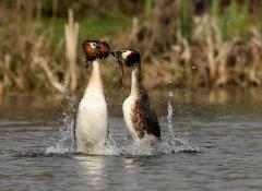 Wetland Birds & Courtship Walk image