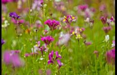 Members' Walk: Marvellous Meadows and Spring Flowers image