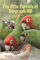 The Wild Parrots Of Telegraph Hill image