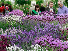RHS Great London Plant Fair image