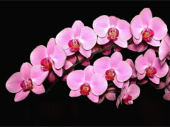 Orchid & Botanical Art Show image