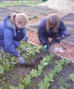 Volunteer Sessions at Carshalton Commuity Allotment image