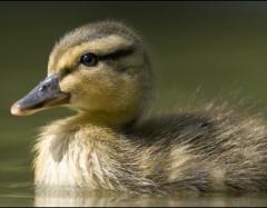 Easter Eggstravaganza at WWT London Wetland Centre image