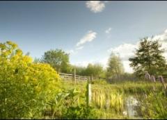 Early spring plant walk at WWT London Wetland Centre image