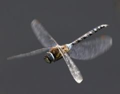 Dragonfly Weekend  image