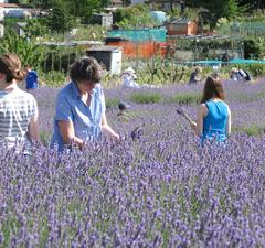 Carshalton Lavender Harvest Open Week-End image
