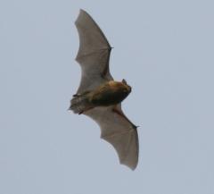 Big Bat Walk at WWT London Wetland Centre image