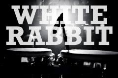 White Rabbit Back to the Boat image