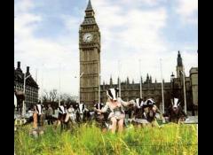 Love The Badger Dance: Badgers Unite Against the Cull! image