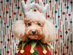 Bowowow's Canine Christmas Cracker image
