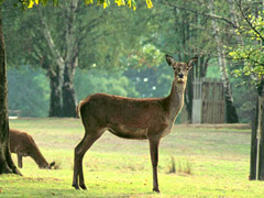 Wildlife-Spotting in the City image