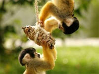 Wildlife in London image