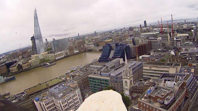 Eagle's eye view of the Shard