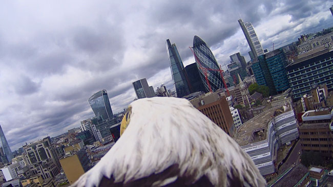 Eagle over The City