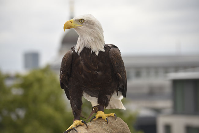 Sidney the Bald Eagle