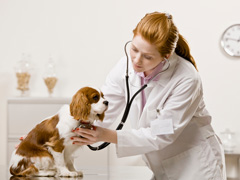 Veterinary Surgeries image