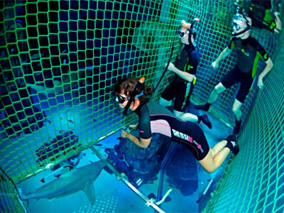 Swim with Sharks image