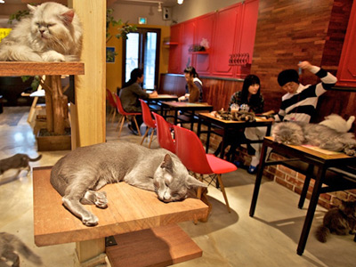Visit the Cats @ Lady Dinah’s image