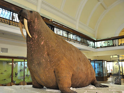 Visit the Horniman Walrus picture