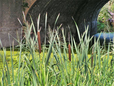 London’s Lost Rivers – The Guided Tour image