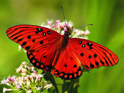 Get butterflies...but not in your stomach  picture