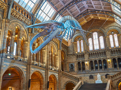 Sleep under a blue whale's skeleton picture