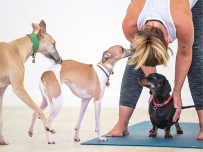 Take a doga class image