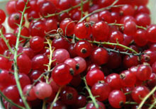 Eat well in 2007! image