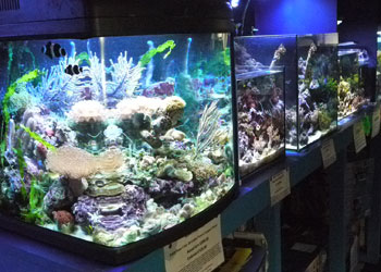 Aquatic Designs picture