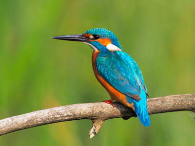 Visit south London's best wildlife site image