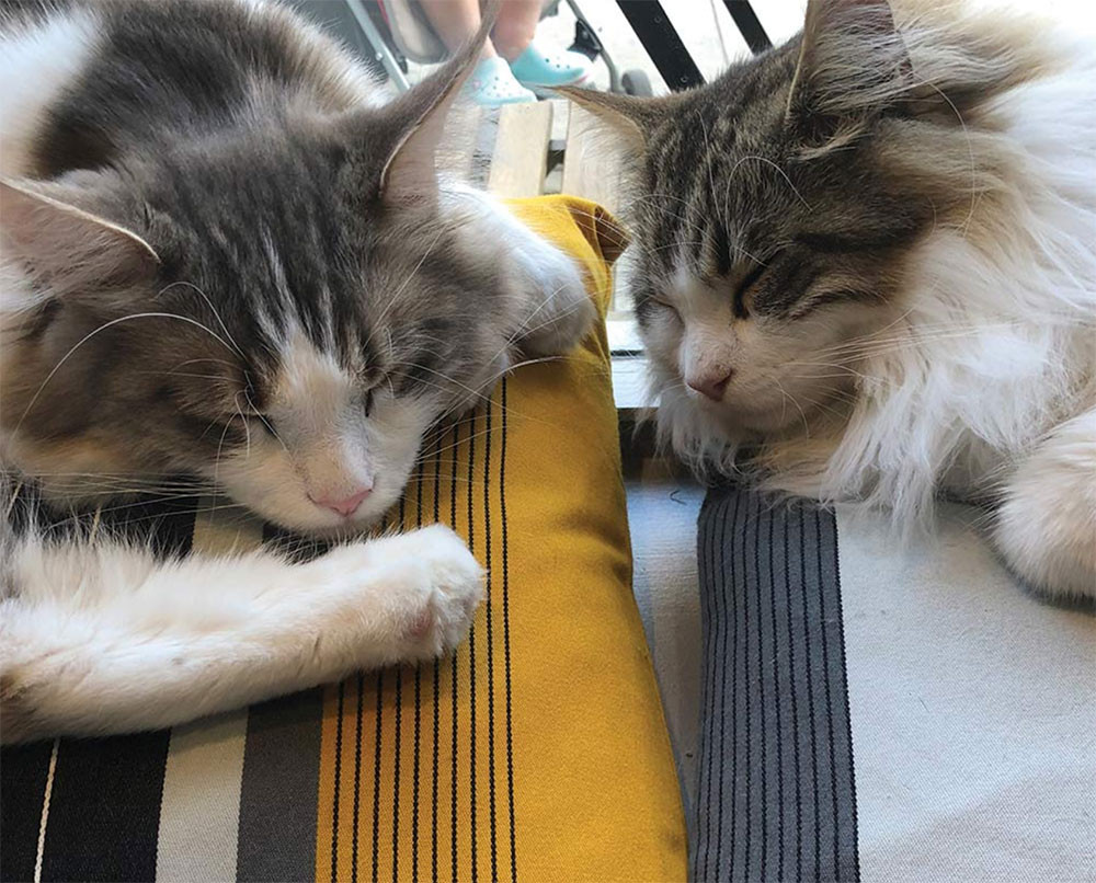 Play with cats at this north London cafe picture