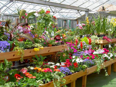 Visit your local garden centre image