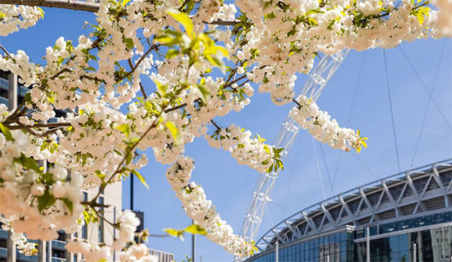 Where to see cherry blossom in London this spring? picture