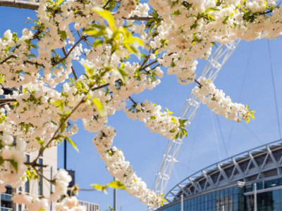 Where to see cherry blossom in London this spring? image
