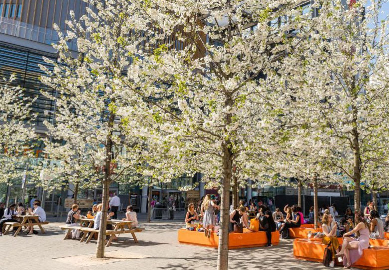 Where to see cherry blossom in London? picture