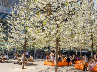 Where to see cherry blossom in London? image