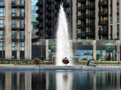 Young photographers invited to celebrate nature in Wembley Park this half term image