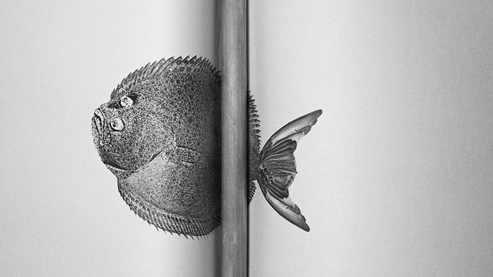 Savinder Bual - Ananas and the Flatfish image