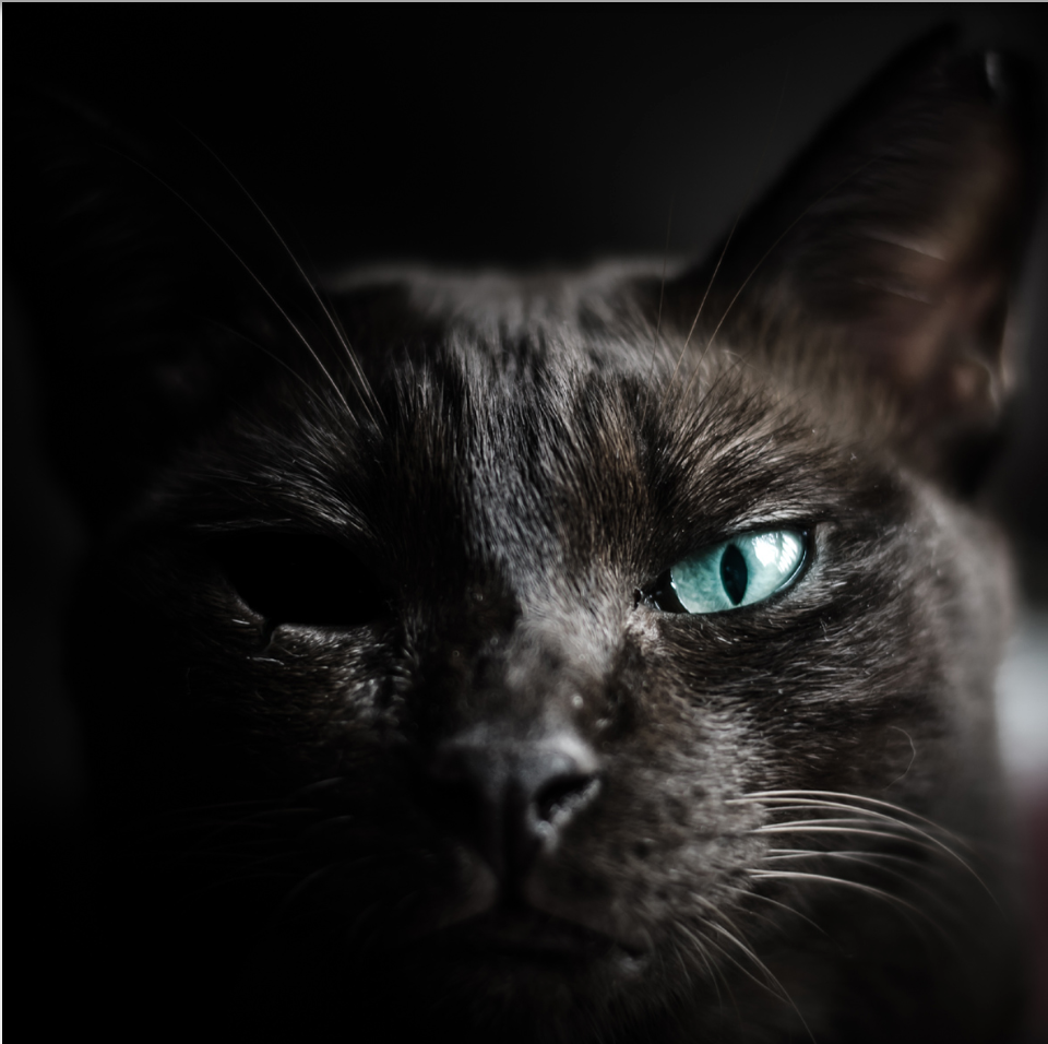 The Black Cat image