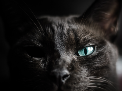 The Black Cat image