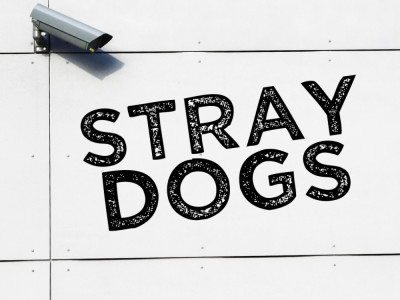 Stray Dogs image