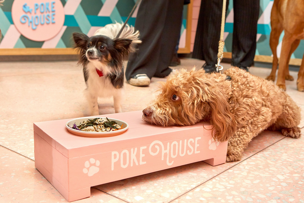 TREAT YOUR FURRY FRIEND TO A PUP-FRIENDLY POKE FOR NATIONAL PUPPY DAY image